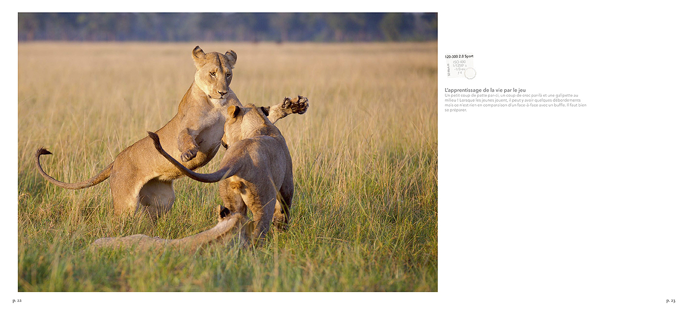 Pages du livre Lions rois du Mara