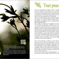 Pages du livre Papillons tout naturellement