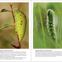 Pages du livre Papillons tout naturellement