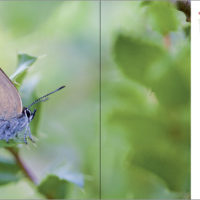 Pages du livre Papillons tout naturellement