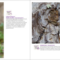 Pages du livre Papillons tout naturellement