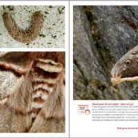 Pages du livre Papillons tout naturellement