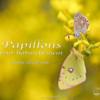Livre Papillons tout naturellement